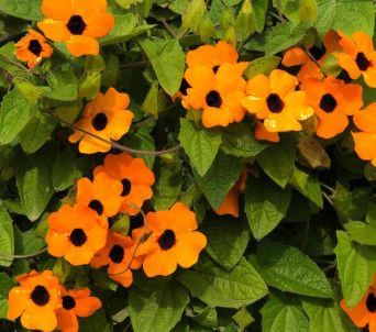 Thunbergia 'Arizona Terra Cotta' 4"