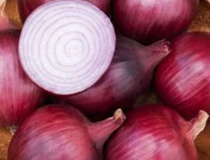 Onion 'Red Carpet' 4 cell pack