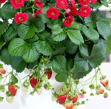 12" Strawberry Patio Pot (ever bearing)