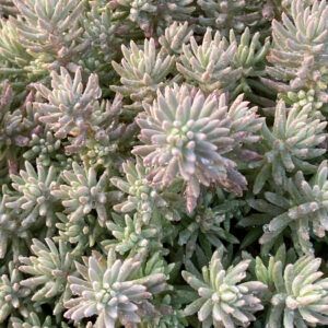 Stonecrop - Sedum 'Blue Angelina' 1 qt
