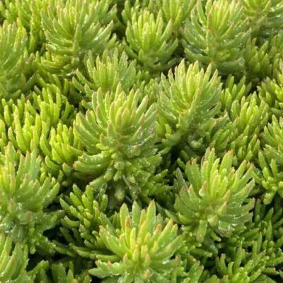 Stonecrop - Sedum 'Green Angelina' 1 qt