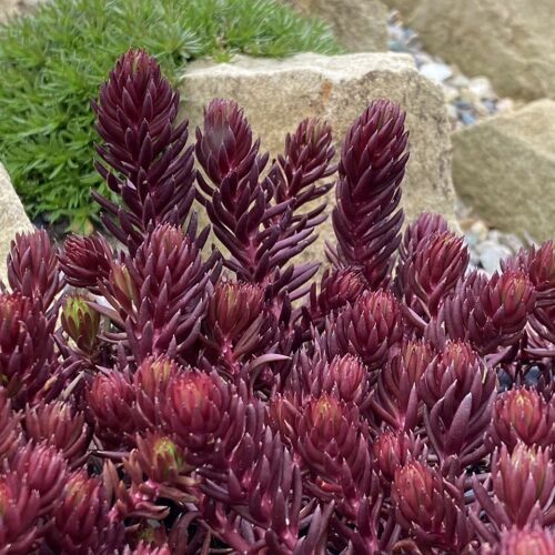 Stonecrop - Sedum 'Red Angelina' 1 qt