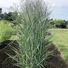 Switch Grass 'Panicum Prairie Dog' 2 gal