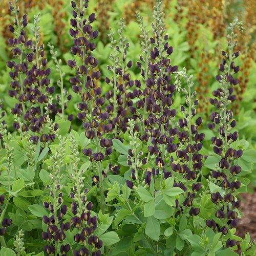 False Indigo 'Baptisia Dark Chocolate' 2 gal PW