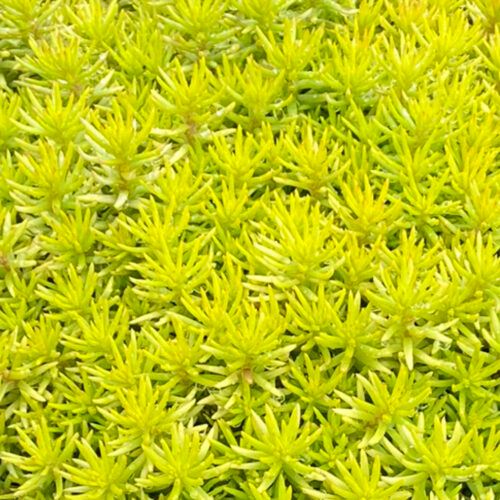Stonecrop - Sedum 'Yellow Angelina' 1 qt