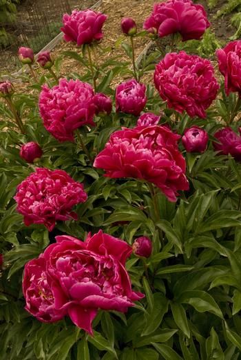 Peony 'Karl Rosenfield' 1 gal