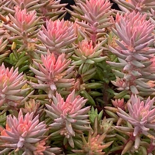 Stonecrop - Sedum 'Pink Angelina' 1 qt