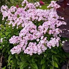 Garden Phlox 'Fancy Girl' 1 gal