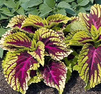 10" Patio Pot Coleus 'Kong Rose'