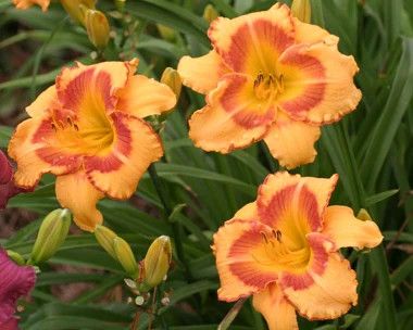 Daylily - Hemerocallis 'All Fired Up' 1 gal