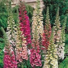 Foxglove 'Digitalis Foxy' 1 gal