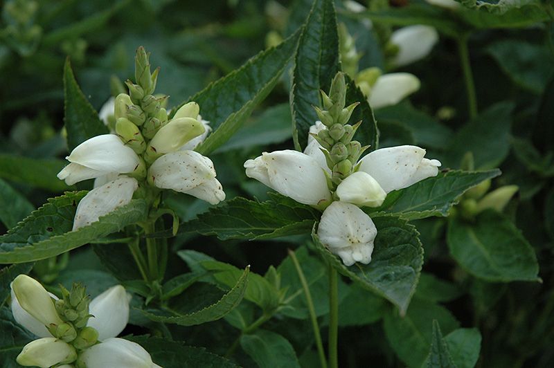 Chelone 'Alba' White Turtlehead 1 gal
