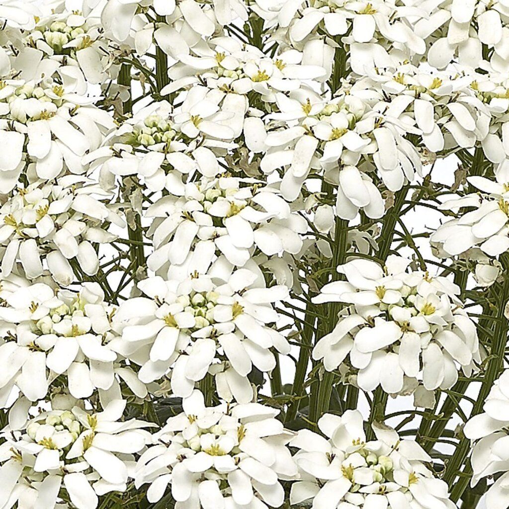 Candytuft Iberis 'Snow Cone' 1 gal