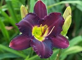 Daylily - Hemerocallis 'Mephistopheles' 1 gal