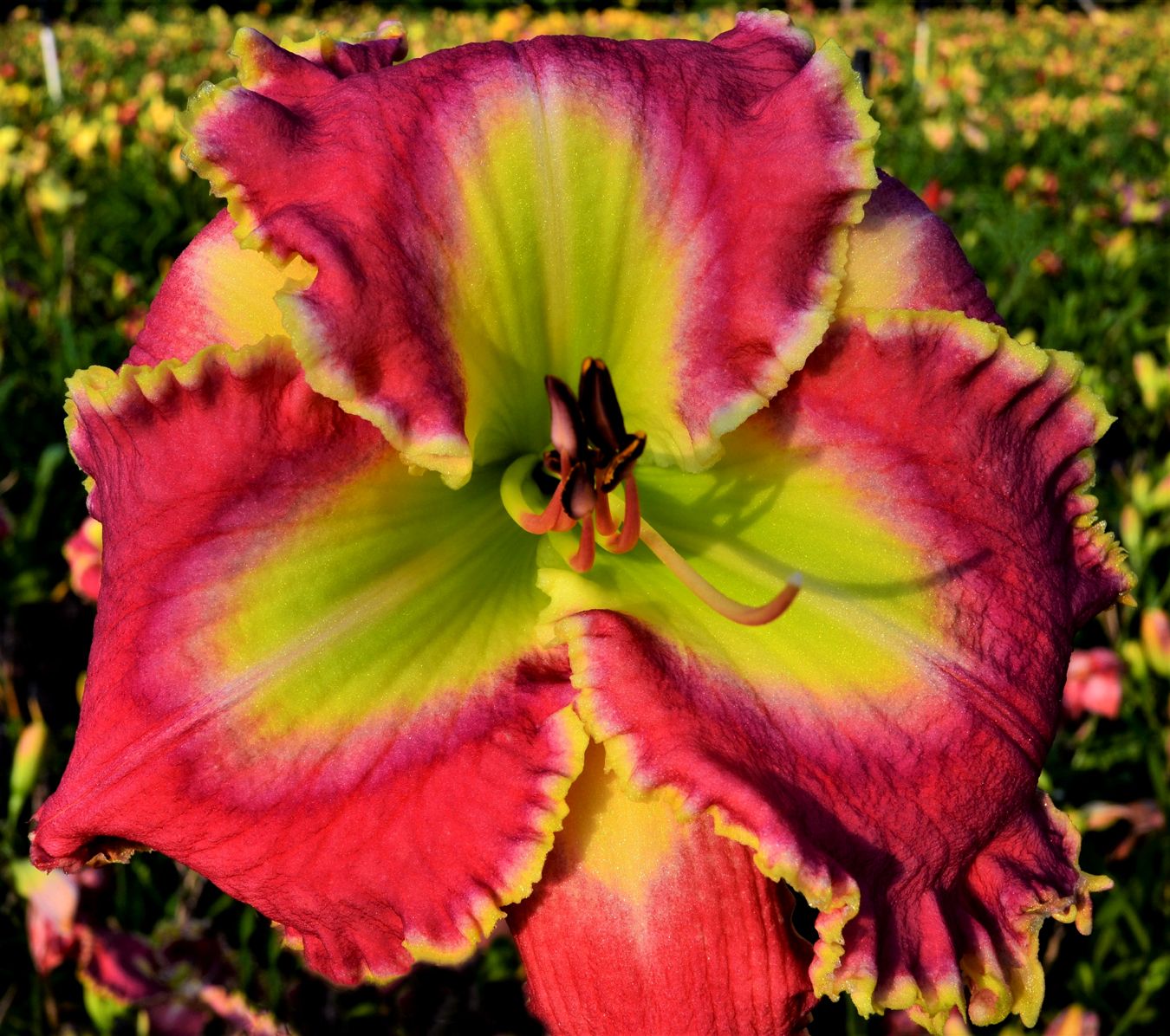 Daylily - Hemerocallis 'Ballet Master' 1 gal