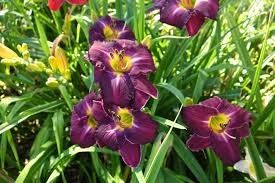 Daylily - Hemerocallis 'Malmaison Plum' 1 gal