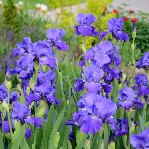 Iris Germanica 'Feedback' 1 gal
