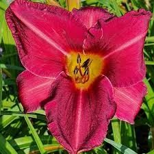 Daylily - Hemerocallis 'Peppermint Stripe' 1 gal