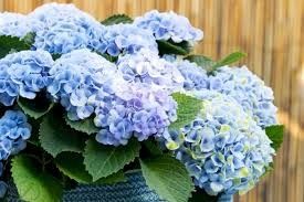 Hydrangea 'Magical Revolution' 3 gal