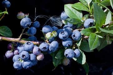 Blueberry - Vaccinium 'Superior' 5 gal