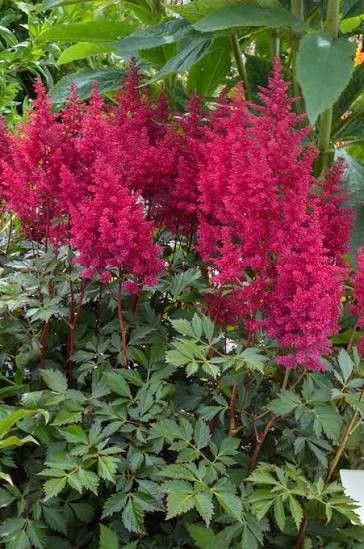 Astilbe 'Go Go Red' 1 gal