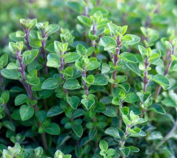 Oregano 'Italian' 6"