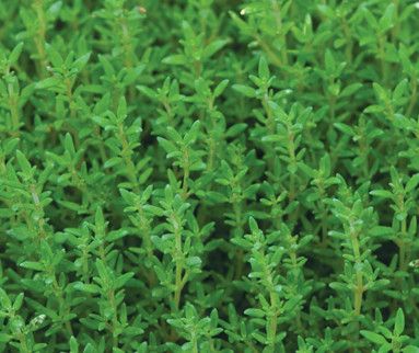 Thyme 'summer' 6"