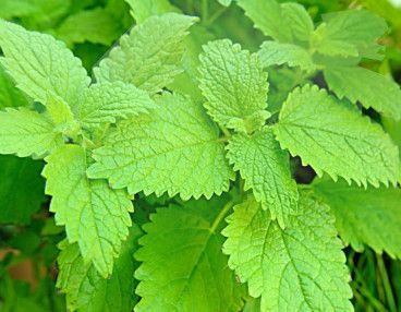 Lemon Balm 6"