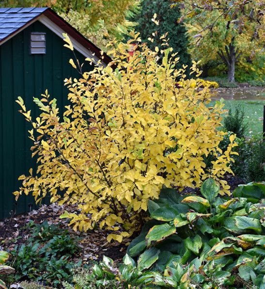 Vernal Witch Hazel 3-4'