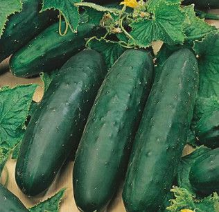 10" Round Patio Cucumber 'Bush  Champion'