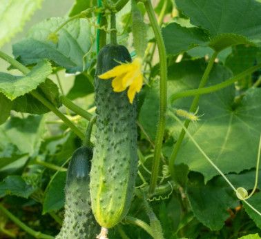 10" Round Patio Cucumber 'Patio Snackers'