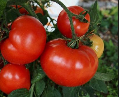 10" Round Patio Tomato 'Early Girl'