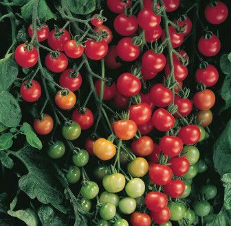 10" Round Patio Tomato 'Sweet 100'