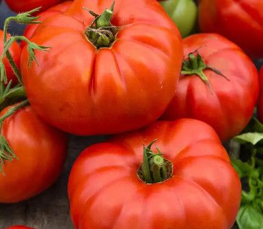 10" Round Patio Tomato 'Beefsteak'
