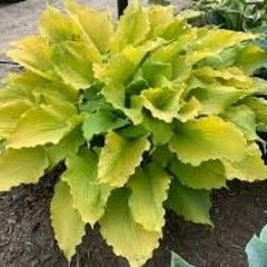 Hosta 'Echo the Sun' PW 1 gal