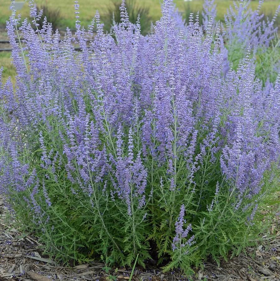 Russian Sage 'Perovskia Jelena' 1 gal