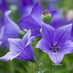 Balloon Flower - Twinkle Blue 1 gal