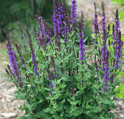 Perennial Sage 'Salvia Caramia' 1 gal
