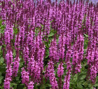 Perennial Sage 'Salvia Midnight Rose' 1 gal