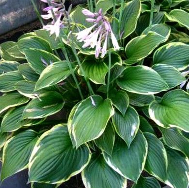 Hosta 'Fortunei Aureomarginata' 2 gal