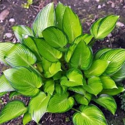 Hosta 'Stained Glass' 2 gal