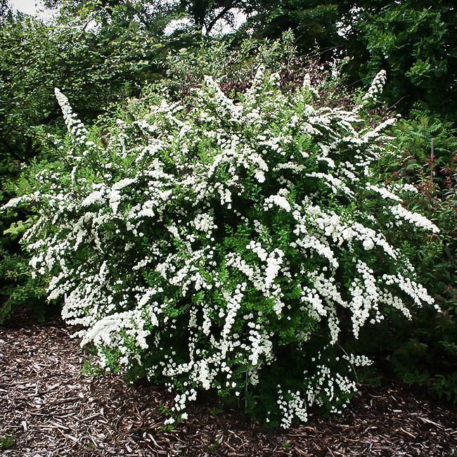 Spirea 'Snowmound' 2 gal