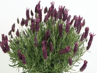 Lavender LaDiva 'Garnet Rouge' 8" HB