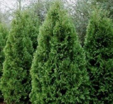 Black Cedar 7-8' B&amp;B