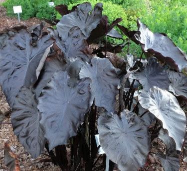 Colocasia Black Coral 1 gal