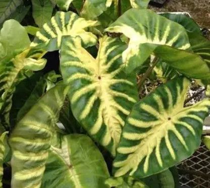 Colocasia Maui Sunrise 1 gal