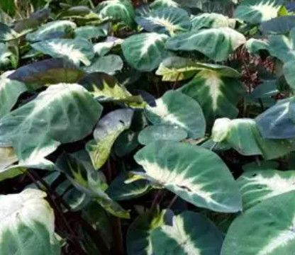 Colocasia Tropical Storm 1 gal