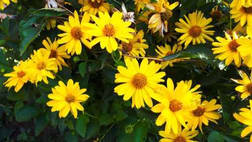 Heliopsis 'Tuscan Sun' 1 gal PW