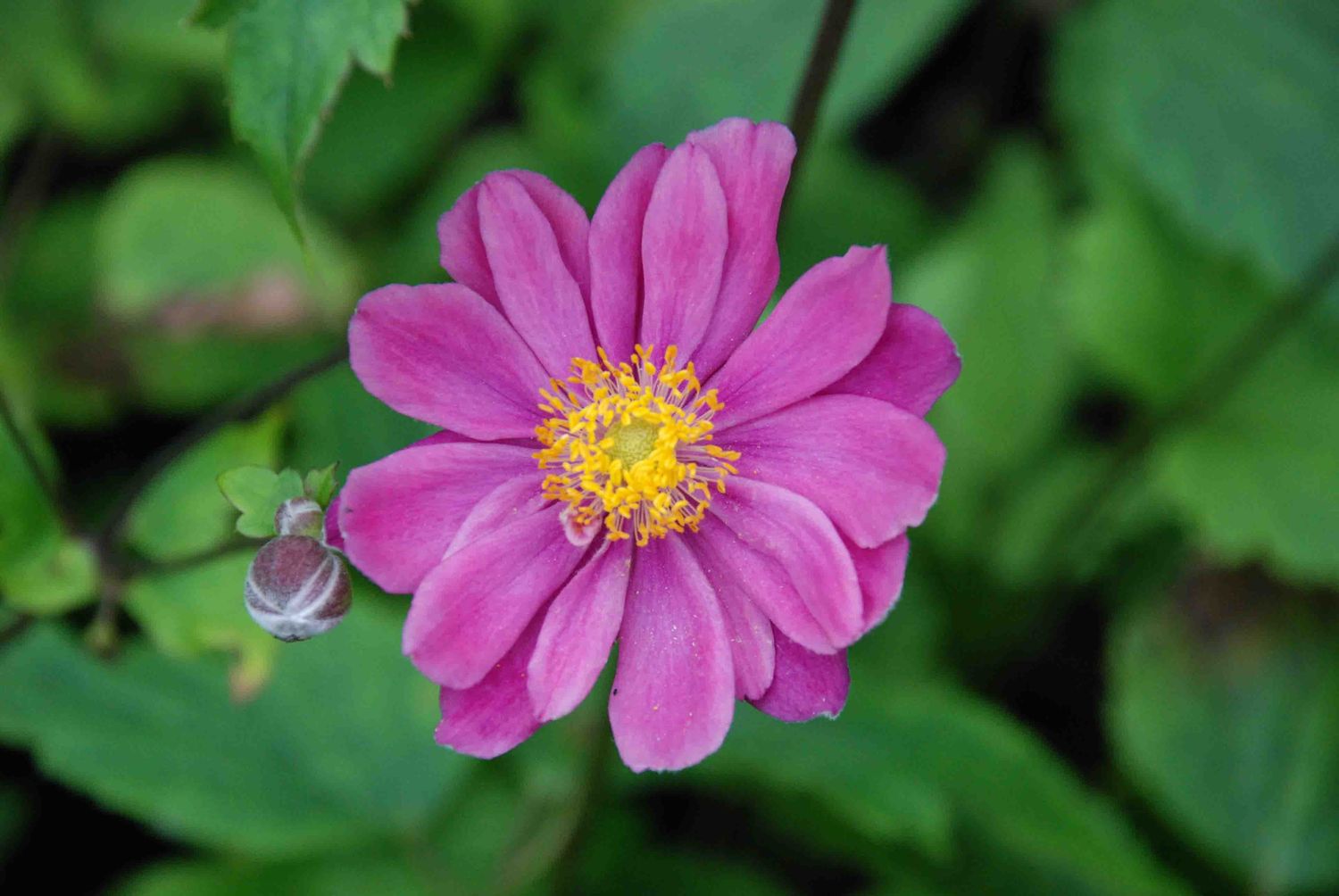 Anemone 'Pamina' 2 gal