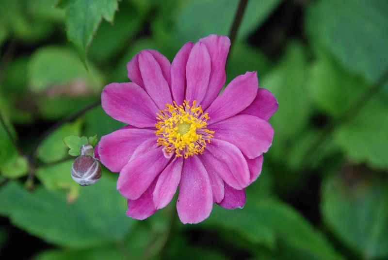 Anemone 'Pamina' 2 gal